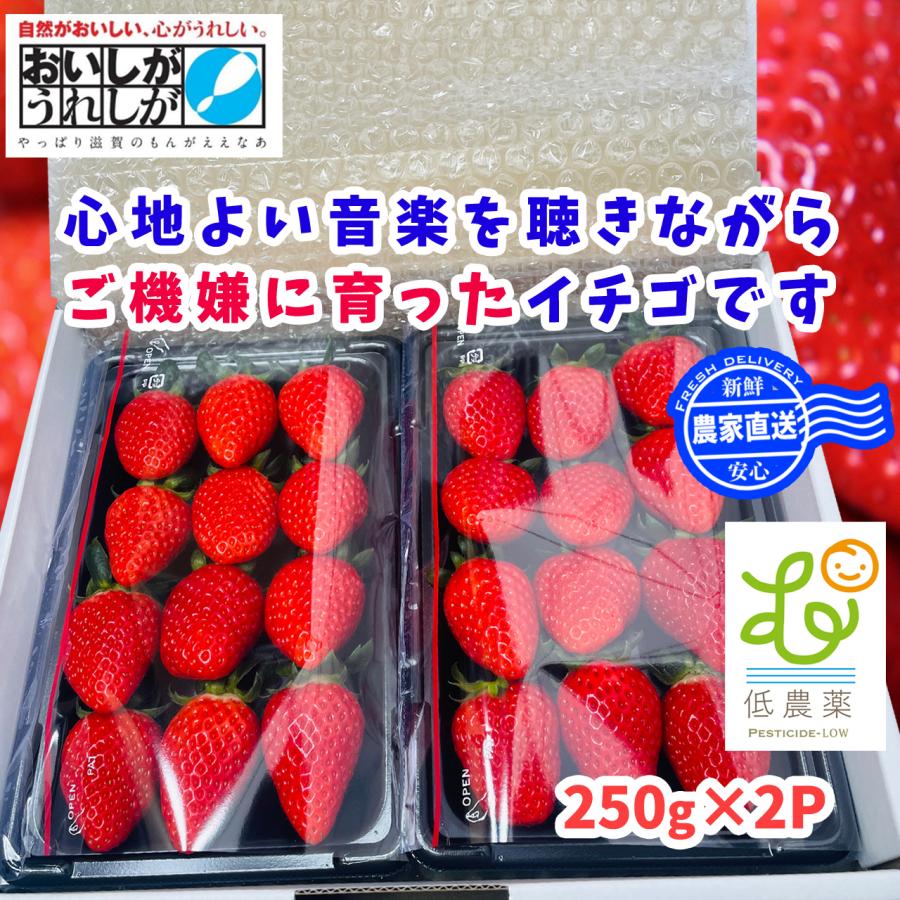 いちご　滋賀県　1箱2P入り　お歳暮ギフトおいしがうれしが　ご注文後順次発送