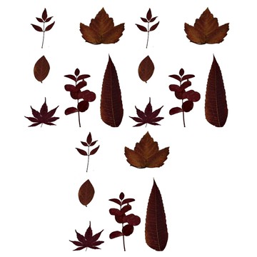 A-ONE 匯旺 真花壓花 3個  丹楓迎秋