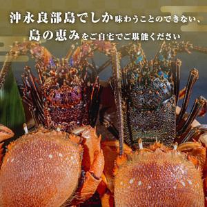 ふるさと納税 沖永良部島直送！素潜り漁師オススメの伊勢海老1キロ（1〜3匹）とアサヒガニ1キロ（2〜4杯）　合計2キロセット！！ 鹿児島県和泊町