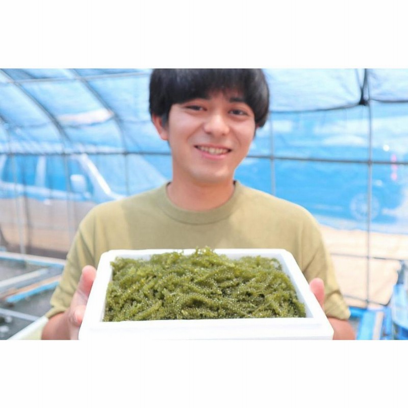 生！海ぶどう500g (茎付き)タレ付き☆生産者が送る“鮮度抜群”海