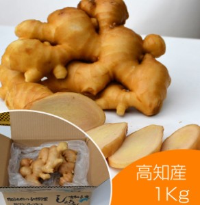 食用 高知県産近江生姜（白）1kg