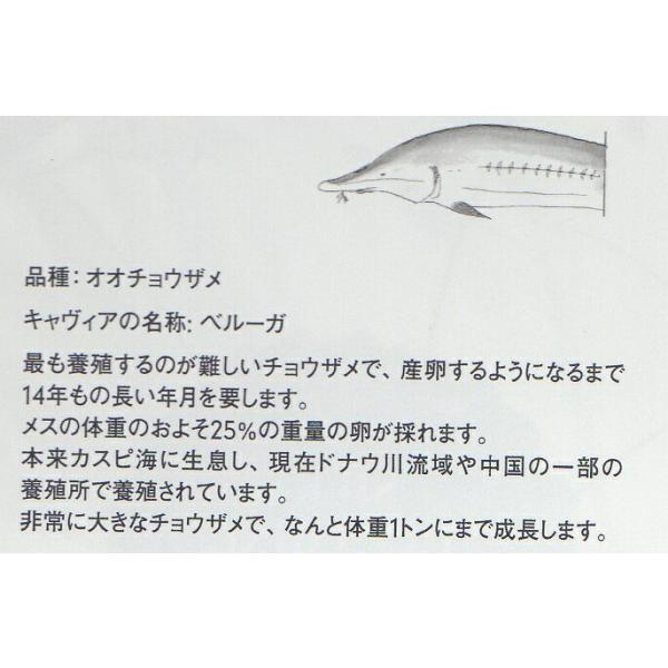 キャビア　ベルーガ　キャビアリ　50ｇ　オオチョウザメ