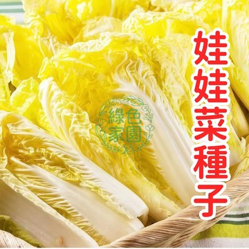 🌱台灣育種 【娃娃菜種子】迷你白菜 好栽種！家庭陽台菜園必備 生長快速、口感鮮嫩 適合盆栽/田地種植