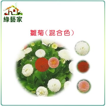 【綠藝家】大包裝H15.雛菊(混合色，高15~20cm)種子1.5克(約2100顆)