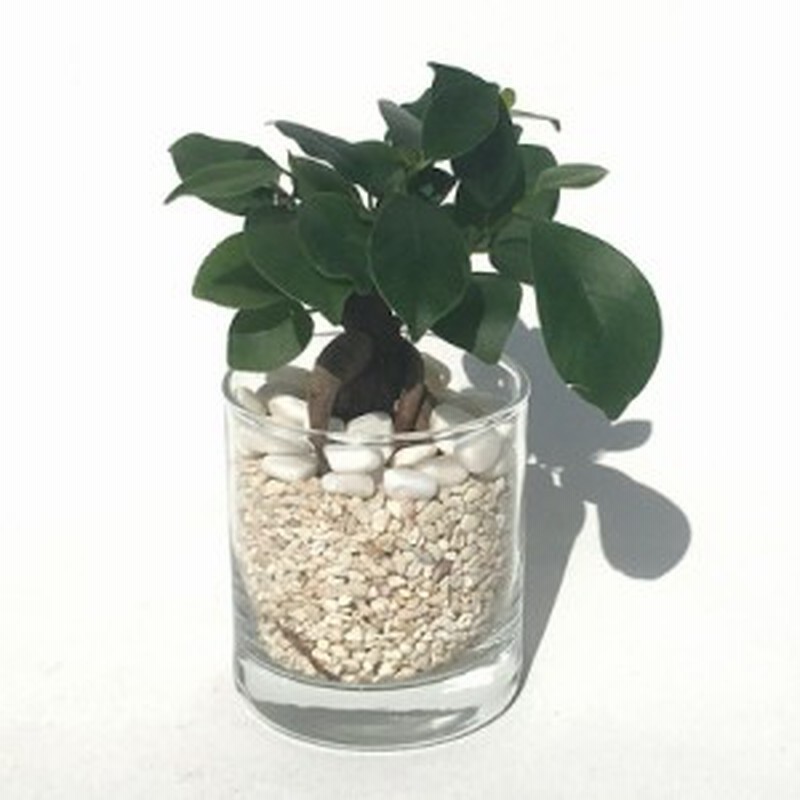 ハイドルカルチャー 観葉植物 サークル80 サンゴ砂 ガジュマル 通販 Lineポイント最大1 0 Get Lineショッピング