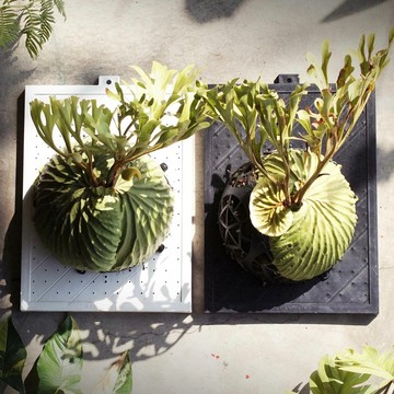 植階上板加大款斜紋板｜上鹿神器｜上鹿神球｜斑啾觀葉｜鹿角蕨上板｜蕨世好盆 ｜簡易上板｜新手上板｜蘭花｜上板｜蕨類