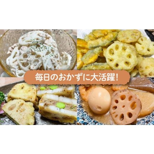 ふるさと納税 佐賀県 江北町 ＜地元江北町産＞佐賀 れんこんパック 1kg 250g×4  [HAE013]