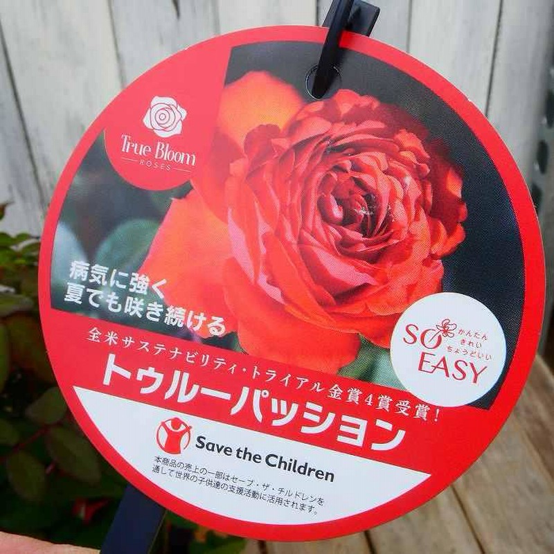 バラ 苗 トゥルーパッション トゥルーブルーム 4号鉢 ミニバラ