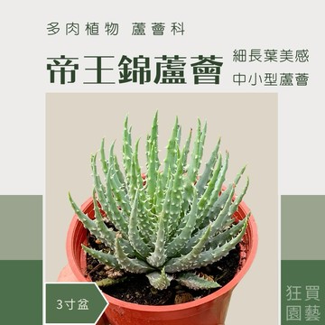 [狂買園藝]  帝王錦蘆薈 (蜘蛛蘆薈、章魚蘆薈) 3寸盆 /仙人掌/多肉植物/送禮小物/盆栽植物/婚禮小物/