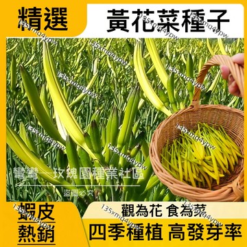 現貨✨黃花菜種子（250粒）正宗大顆金針花苗種籽 黃花菜苗種子 觀賞 食用 盆栽陽台 四季種植蔬菜  小院陽台農田種