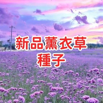 【新品薰衣草種子】台灣香草植物 易種植 觀賞盆栽 園藝療癒 發芽快速 種植簡單 新手適用 居家裝飾  盆栽花卉 療癒香氛