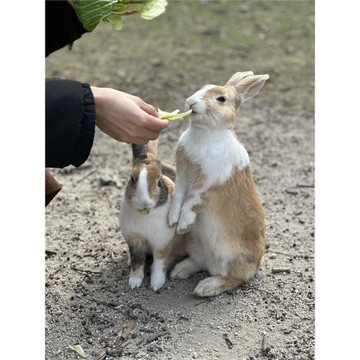 廣島初心遊｜瀨戶內甜點列車｜絕景花海採果．竹原兔島．世界遺產宮島．古民家法餐．瀨戶內溫泉酒水暢飲．岡山倉敷美觀．不進免稅店｜5日_26HIJSETO5
