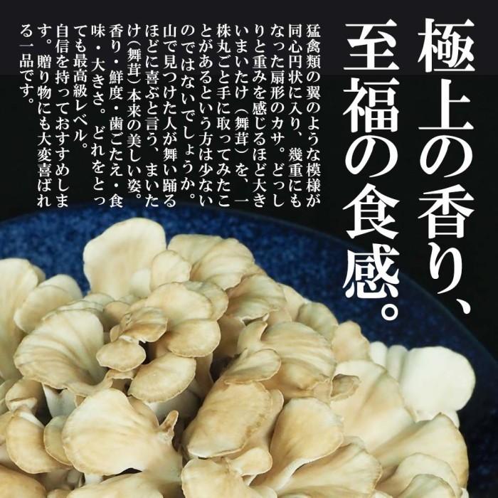 舞茸 えぞまいたけ 500g（1株）蝦夷舞茸 無農薬 北海道産 厚沢部町 送料無料 国産 きのこ マイタケ キノコ 北海道 野菜 お取り寄せ 無農薬野菜