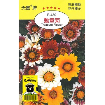 花田綠地種子-勳章菊