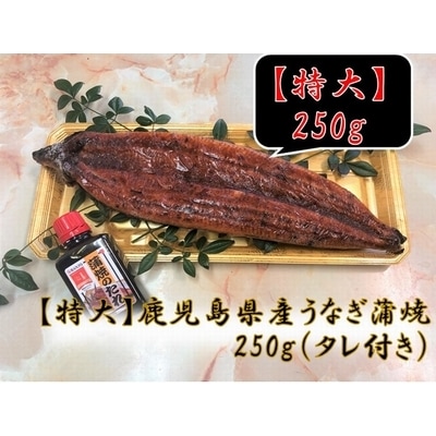 「特大」鹿児島県産うなぎ蒲焼き250g(タレ付き)