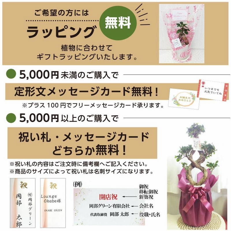 観葉植物 おしゃれ 金のなる木 4号 黒プラスチック鉢 鉢皿付 観葉植物 おしゃれ 金のなる木 4号 黒プラスチック鉢 鉢皿付