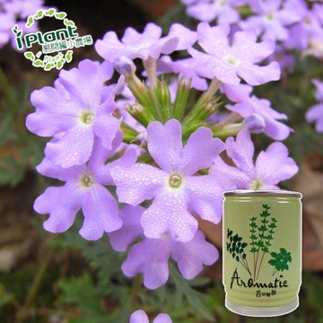 任-iPlant易開罐頭小農場(美女櫻)開心樂活植栽