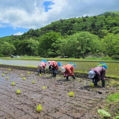 ふるさと納税 遠野市 令和5年産 新米 先行受付 ササニシキ 玄米 5kg   栽培期間中農薬不使用