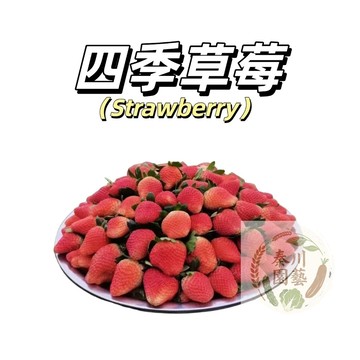 嘉義現貨（四季草莓種子CM-29）最常見品種~老品種紅草莓~最多人選擇~產量多好種植~四季種植好管理