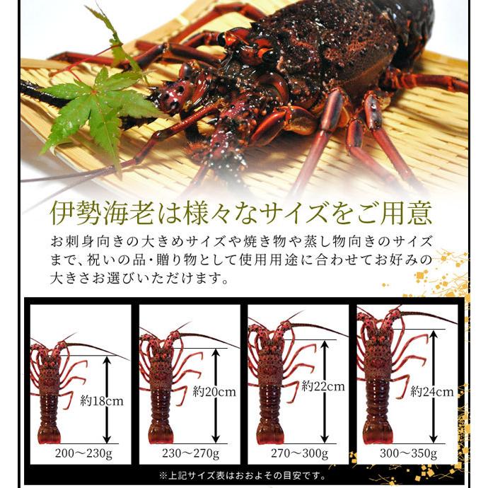 伊勢海老詰合せ２尾〜４尾で１ｋｇ 送料無料 美し国三重 伊勢路−縁−ギフトパッケージ 刺身用瞬間冷凍伊勢エビ詰合せp2 お歳暮 ギフト