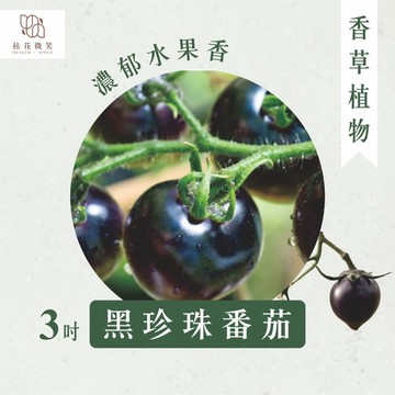 【拈花微笑】黑珍珠番茄｜3吋｜菜苗｜料理｜食用蔬菜｜調味料｜烹飪｜有機｜蔬果
