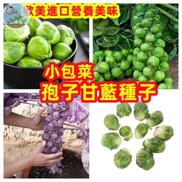 【🥬迷你高麗菜】孢子甘藍種子 抱子甘藍/小包菜 紫綠雙色 陽台盆栽蔬菜 四季可種 歐洲廚房蔬菜 家庭有機栽種