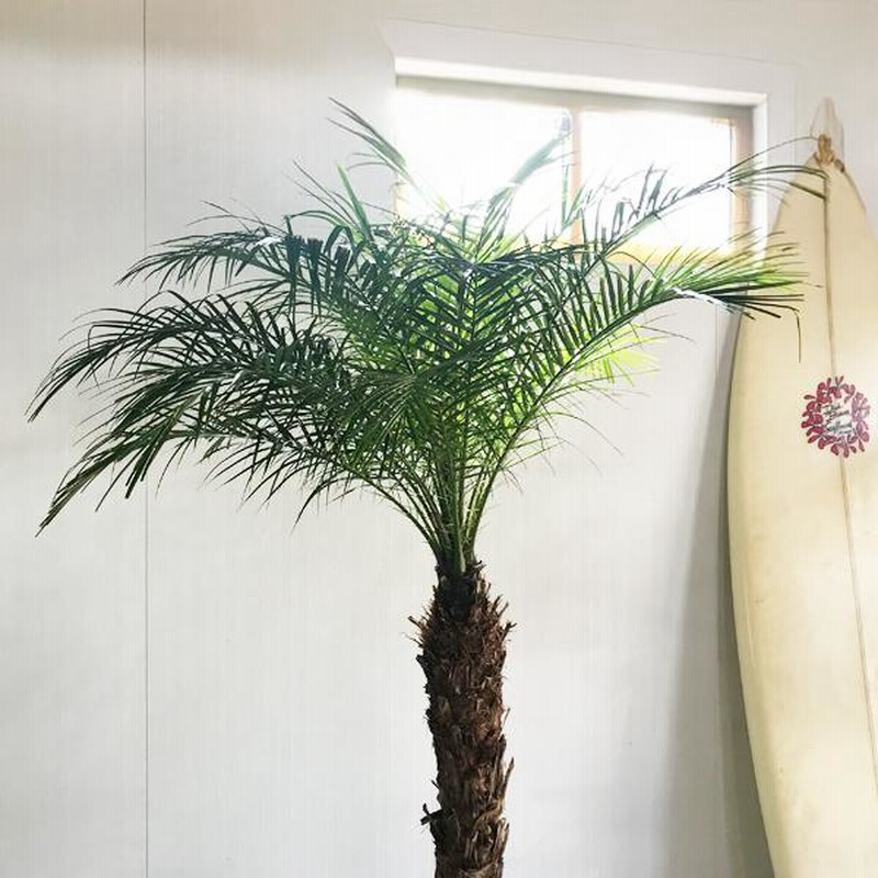 フェニックス ロベレニー 観葉植物 10号 大型 おしゃれ 鉢植え
