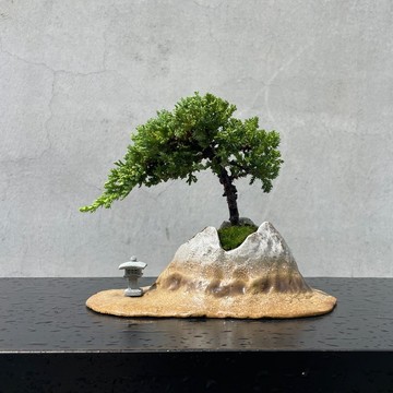 小品盆栽-珍珠柏 富士山盆 盆景