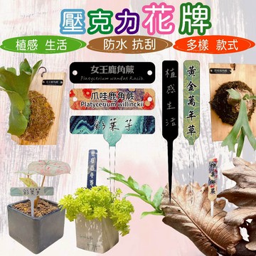 【妤眾不同 客製化】花牌 植物花牌 多肉花牌 鹿角蕨花牌 客製化花牌 壓克力花牌 多肉 盆栽 鹿角蕨 園藝標籤