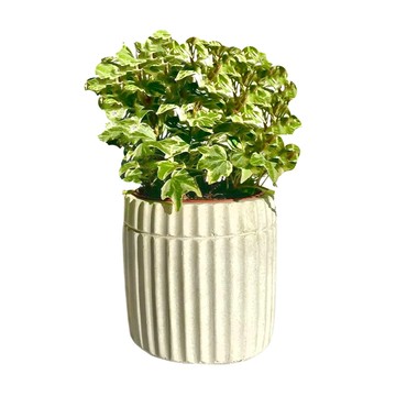 直條紋水泥盆  10 x 9.5 x 9.5cm  水泥白  1個