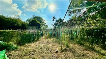 C1072浪漫台三線樂活農地｜苗栗縣三灣鄉大河底段