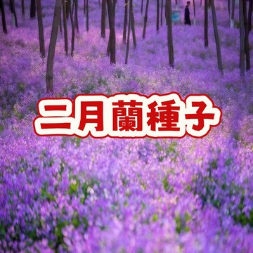 🥬（二月蘭花種子）當季新籽 發芽率高 花開爆盆  花香濃郁  四季易種活   陽台庭院盆栽 新手易種植 #超優惠