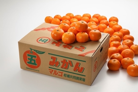 マルゴみかん 秀品 約5kg （S～L） ／ JA伊勢 完熟栽培 温州みかん 蜜柑 フルーツ 果物 三重県 南伊勢町