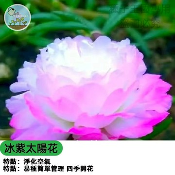 重辦太陽花種子 冰紫色 罕見色系 觀賞花卉 四季可播 盆栽庭院陽台 易種好養 開花持久 陽台盆栽 新手推薦 四季可種