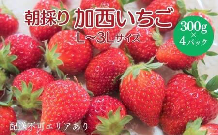 朝採り 加西市いちご 300g×4パック[ イチゴ 苺 とちおとめ