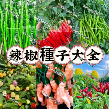 💥熱銷 多種辣椒種子（100粒）五彩辣椒 甜椒 朝天椒 長線椒 牛角椒 七彩椒種子 四季種植蔬菜種子 陽台庭院盆栽蔬菜