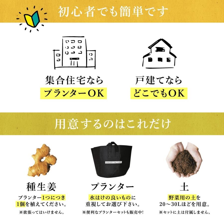 種生姜 熊本県産 無農薬生姜 1kg  プランター5個セット 送料無料 国産 生姜 栽培 たね生姜 生姜の種 種芋