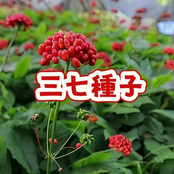 次日達-（三七種子）品質優良 當季新籽 發芽率高 新手易種植 陽台庭院盆栽 #可藥用食用