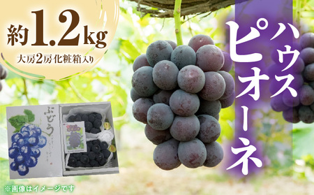 ハウスピオーネ 約1.2kg(大房2房)化粧箱入り_M02-0058