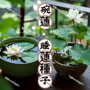 台灣發貨💥熱銷💥碗蓮種子 睡蓮種子 7天100%發芽 精品碗蓮 已開口碗蓮大全 盆栽碗蓮 荷花 蓮花 水耕植物 觀賞花卉