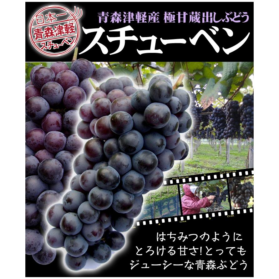 ぶどう 2kg スチューベン 青森産 ご家庭用 蜂蜜ぶどう 中粒 送料無料 食品