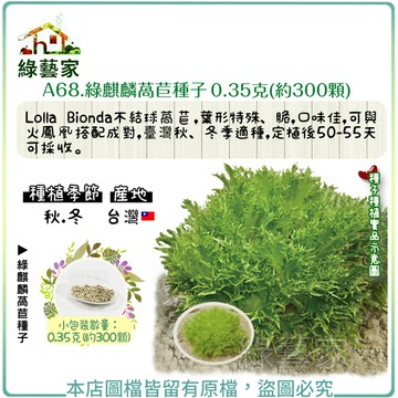 【綠藝家】A68.綠麒麟萵苣種子0.35克(約300顆)