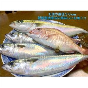 ふるさと納税 御坊産　鮮魚セット2.5kg沖縄・北海道・東北・九州 和歌山県御坊市