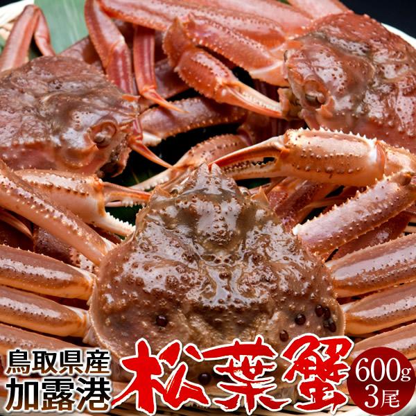 松葉ガニ タグ付き 松葉蟹［大］600g×3尾 活まつばがに 生きたまま 新物 鳥取県産 生 マツバガニ 日本海ズワイガニ［お歳暮 2023 ギフト 御歳暮］