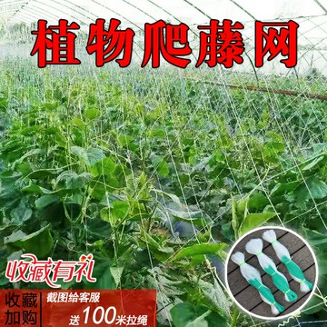 豇豆爬藤網種植網豆角絲瓜黃瓜吊瓜加粗百香果專用網農用植物攀爬