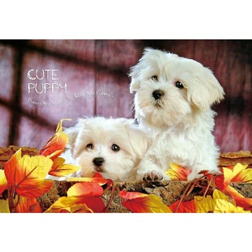 HC - 台灣製300片拼圖 - CUTE PUPPY 300S-004