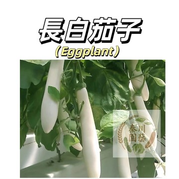 嘉義現貨（長白茄種子QZ-11）新手易種~ 白皮白肉長果茄子種子爬藤家庭蔬菜 四季播種高產農家果菜種子