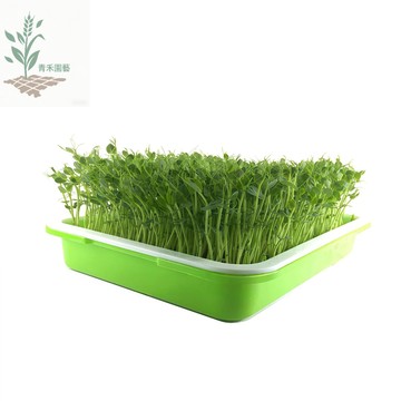 青禾園藝（芽菜莧菜種子）紙上種菜 3-5天發芽~紅莧菜種子快速收成 #非基改芽苗菜種子快速出貨