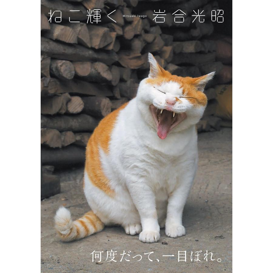 ねこ輝く 岩合光昭