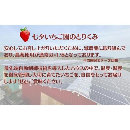 ふるさと納税 糖度14度以上未来を感じるいちご※12月中旬より順次配送 滋賀県米原市